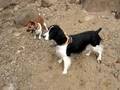 ENGLISH SPRINGER and JACK RUSSELL play in ADIRONDACKS!