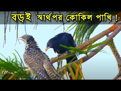 ভিডিও: কোকিল দেখতে কেমন?