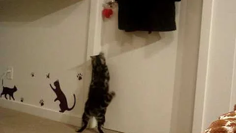 Watch the video about American Shorthair Kitty - open the door