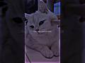 You enter a world of pure innocent paws 🐾💖 | Golu Molu Cat Compilation | @Shine-2YT #trendingshorts