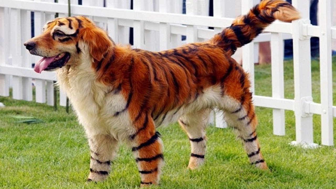 Os 10 cachorros mais caros do mundo (raças valiosas) YouTube Os 10 cachorros mais caros do mundo (raças valiosas) YouTube