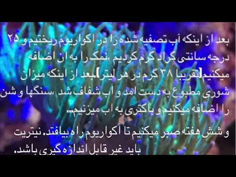 تصویری: ماهی آکواریوم آب شور: نگاهی به مولی میلر بلنی