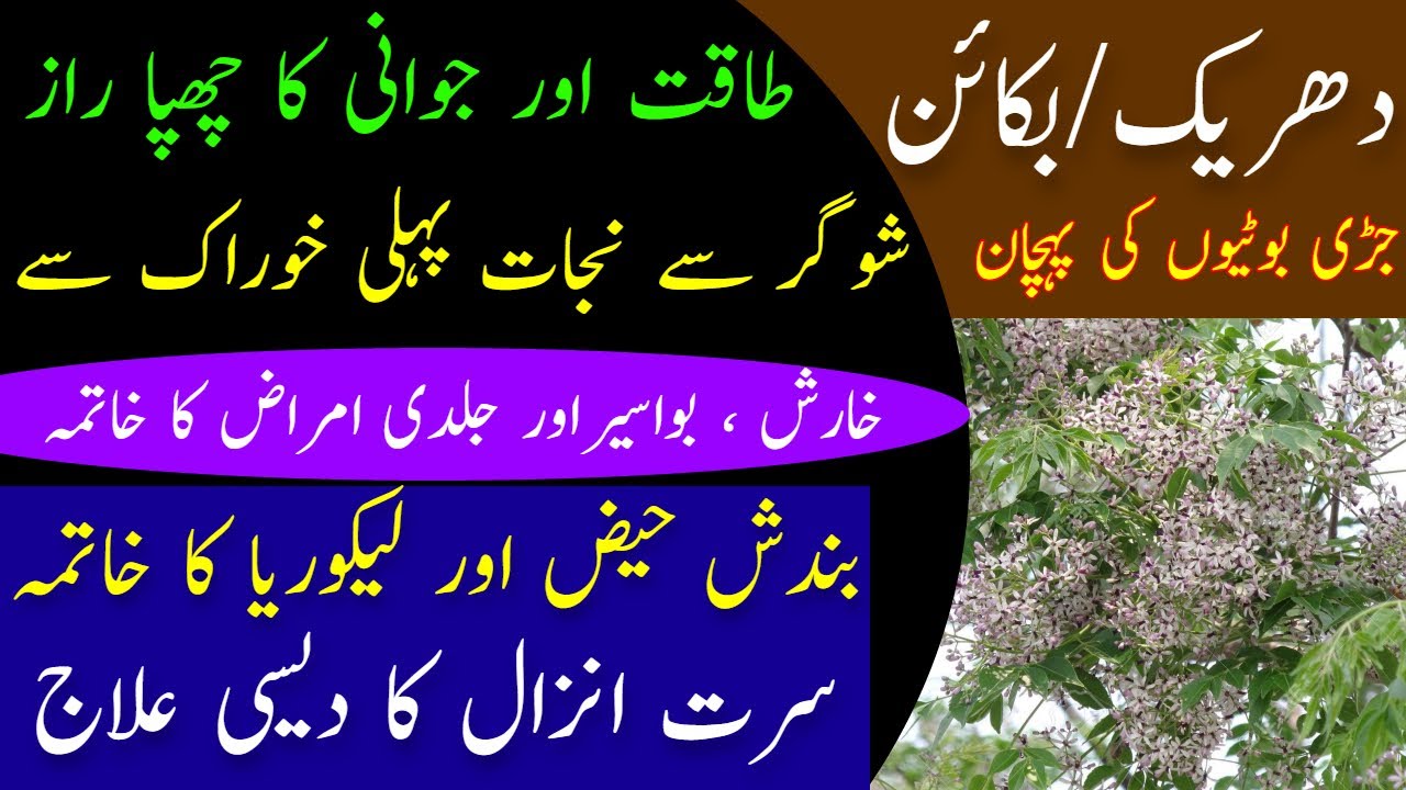 Bakain/Darhek ke Fawaid || Persian Lilac Tree Benefits || Bakayan Ke ...