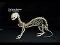 The Ferret Business - E10 - Skeletons