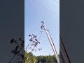 Smart DIY Tool for Cutting High Tree Branches