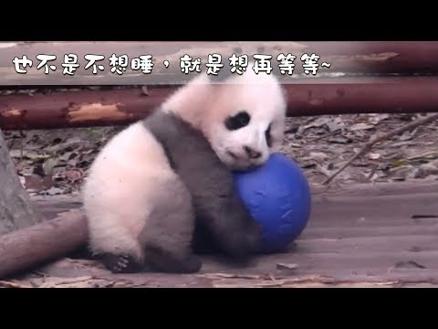《熊貓早晚安》也不是不想睡，就是想再等等~ | iPanda