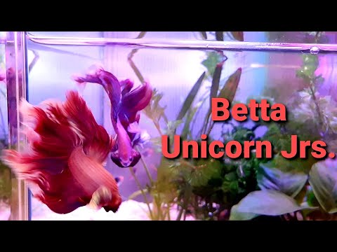 Betta Flaring - Unicorn Jrs BRT v. Chap Part II 大耳半月斗鱼展鳍
