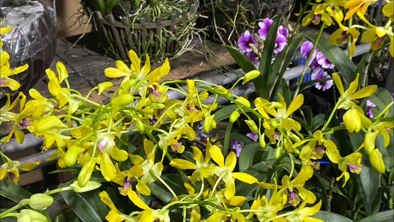 DENDRO SIU VÒI GIÁ IU THƯƠNG...☎️0903177978