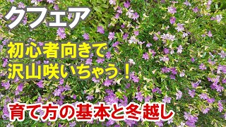 クフェアの育て方　冬越しがポイント！大きく育てちゃいましょう！