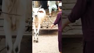 Cow Cowvideo Oxvideo Bullvideo Cattle Farmvideo