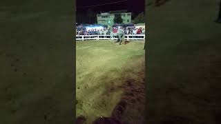 Caballo patron Joaquín tello jr