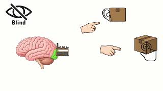 Can You See Through Your Skin | Vibrotactile Arrays | Breakthrough Junior Challenge 2026