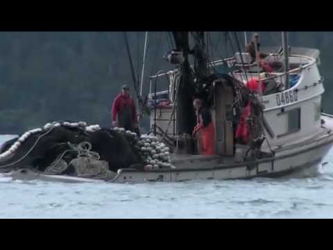 Black Wave: The Legacy of the Exxon Valdez (Bullfr...