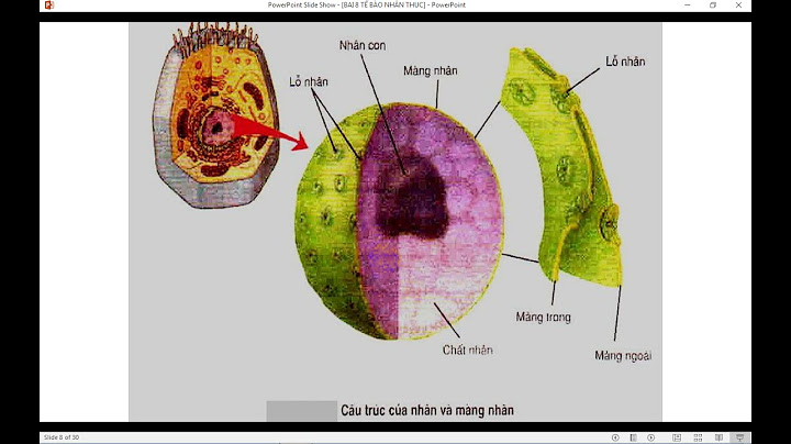 Điểm giống nhau giữa lưới nội chất trơn và lưới nội chất hạt