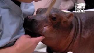 Premature Baby Hippo Fiona is Eating Better  Cincinnati Zoo