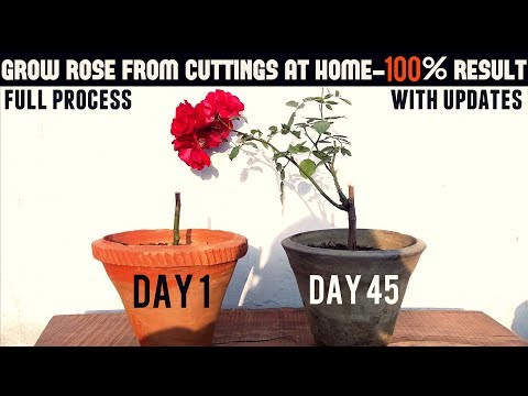 Video: Knock Out Rose Container Growing – Sorg vir Houer Gegroei Knock Out Roses