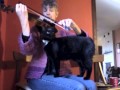 The Cat and the Fiddle: My Violin-Loving Cat: (Brosna Slide)