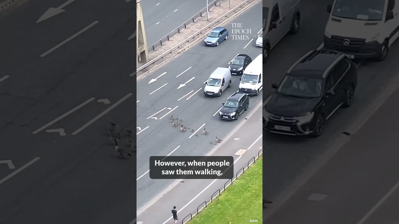Family of ducks crossing the road 