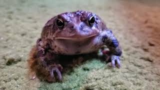 Native Rhode Island Amphibians