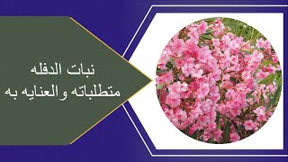 نبات الدفله متطلباته والعنايه به