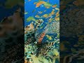 КАК ПРЕДОТВРАТИТЬ ВЫМИРАНИЕ РИФОВ?