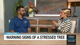 Warning Signs of a Stressed Tree
