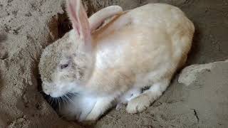 Rabbit feeding her babies bunnies ( Village life Pakistan )