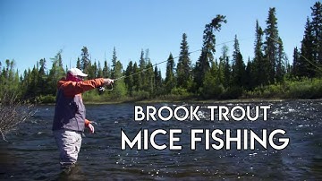 Fishing Brook Trout in a River with a Mouse Pattern
