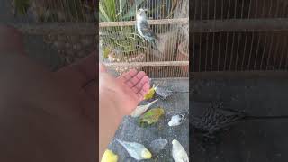 So baust du eine echte Bindung zu deinem Vogel auf