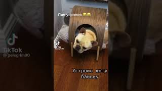 Собака прикольно выгнала кота