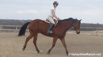 Tastefully Elegant - riding English! - ValleyViewRanch.net