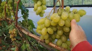 видео: Перцовый красный, Ранний палыча и другие формы винограда. картинка: Перцовый красный, Ранний палыча и другие формы винограда.