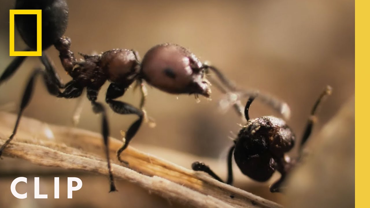 The Battle between Acacia Ants and Elephants: A Glimpse into a Bug’s Life | National Geographic – Video