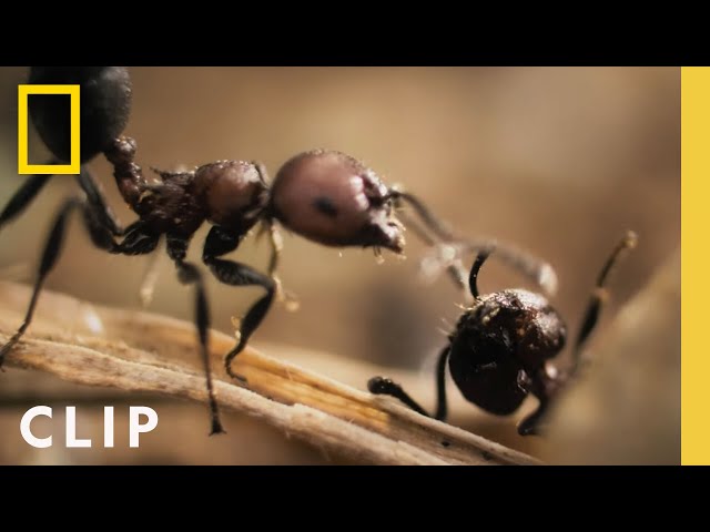 Acacia Ants Vs. Elephant | A Real Bug's Life | National Geographic class=
