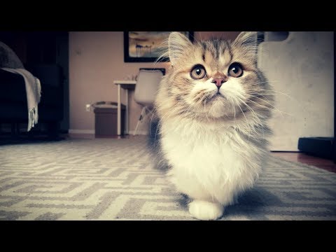 marshmallow cat breed