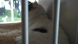 Puppies Kitties Boulder Humane Society BoulderChannel1 com