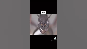 What Insects Zoomed In Looks Like Shorts 