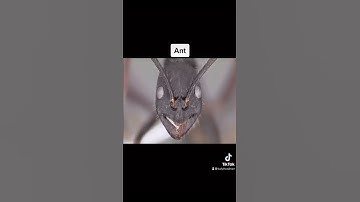 Thumbnail of What insects zoomed in looks like😳 #shorts