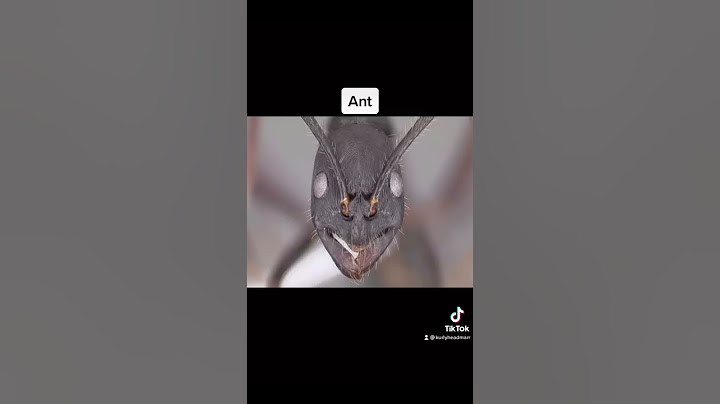 What insects zoomed in looks like😳 #shorts