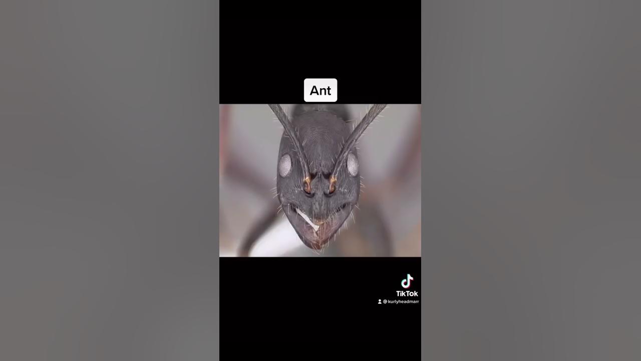 What insects zoomed in looks like😳 #shorts