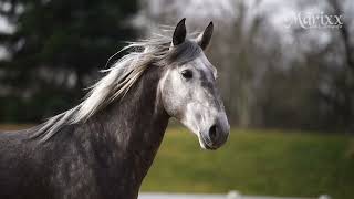 Ein Besuch bei den Native Horses