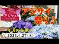 今週の花便り #40【2023.4.27】本日入荷のお花のご紹介