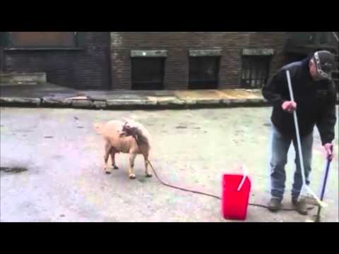 Eptic - Danger (Goat Remix)