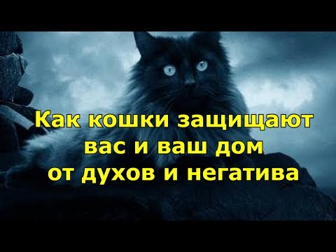 ВОТ КАК КОШКИ защищают вас и ваш дом от духов и негатива.