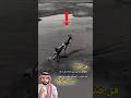 كل شيء هادئا لكن ما لم يكن واضحا هو أن الضبع كان يقترب من نهاية غير متوقعة   