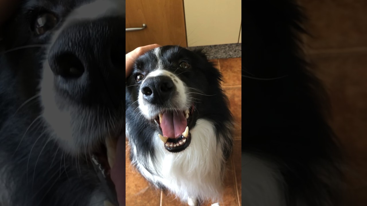 When your dog is your best friend ️ bordercollie dogs bestfriend 