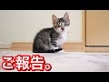 生後４５日目の子猫のご報告。【保護猫】