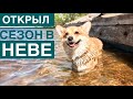 Приехали купать Таффи/ его РЕАКЦИЯ на прошлое...