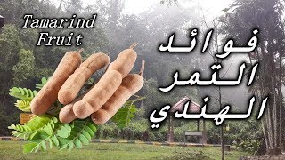 Tamarind Fruit || تعرف على فاكهة التمر الهندي