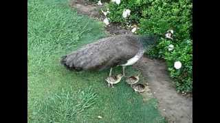 Peahen On Guard Against Hawk, Chases the Hawk Away!